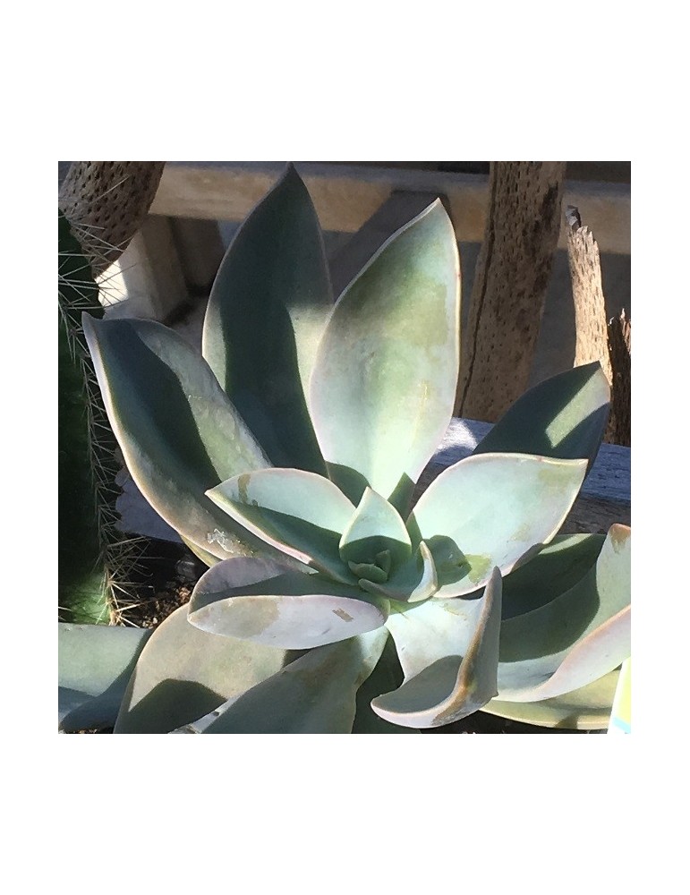 Graptoveria Fred Ives