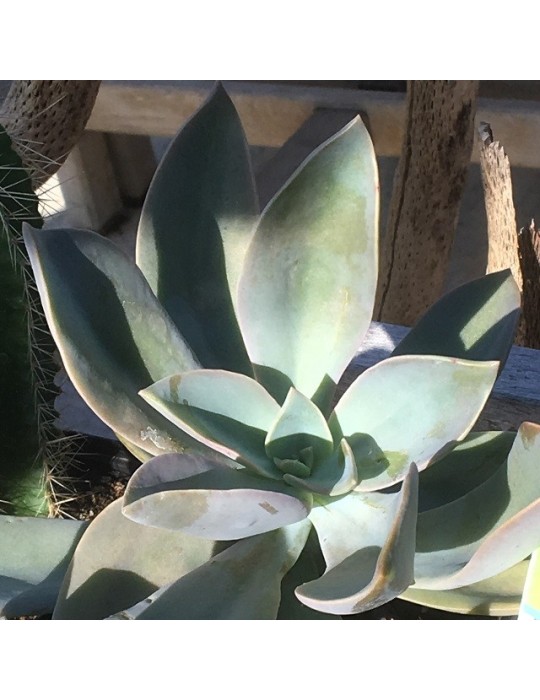 Graptoveria Fred Ives