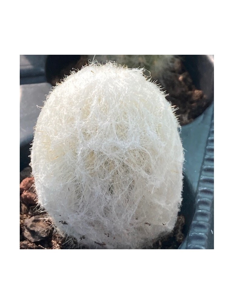 ESPOSTOA nana ESPOSTOA nana