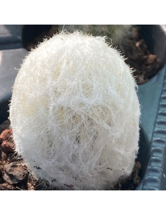 ESPOSTOA nana ESPOSTOA nana