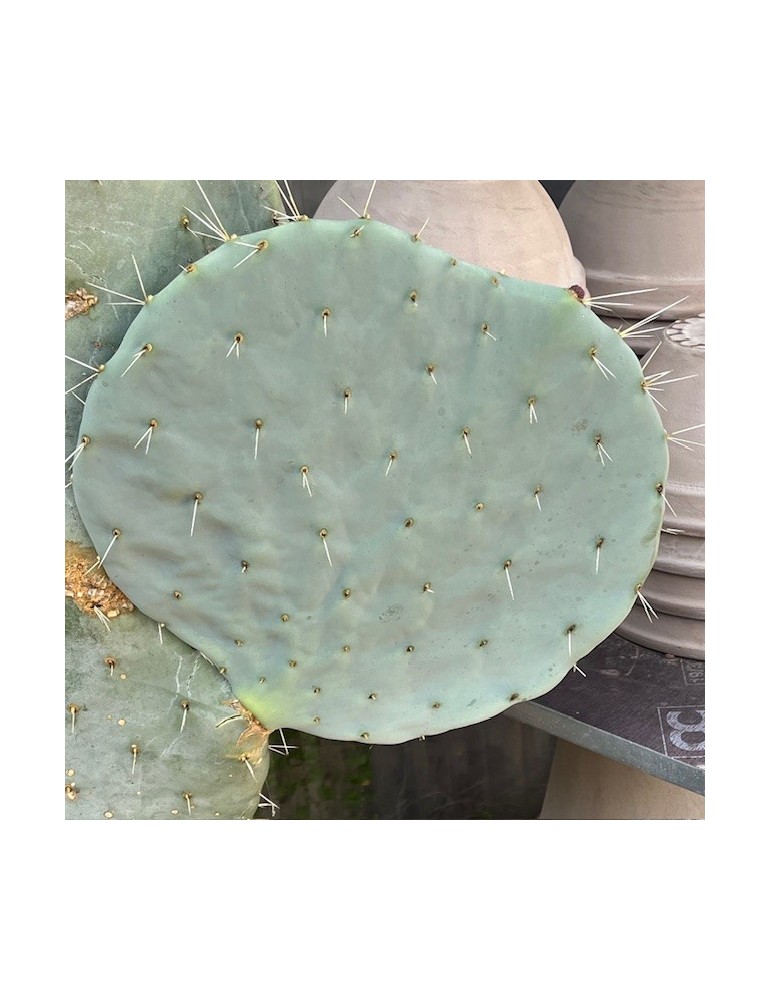 OPUNTIA robusta grosse plante