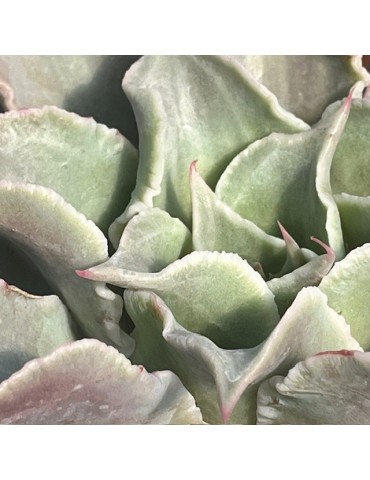 ECHEVERIA madiba 2