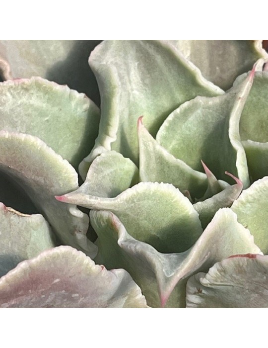 ECHEVERIA madiba