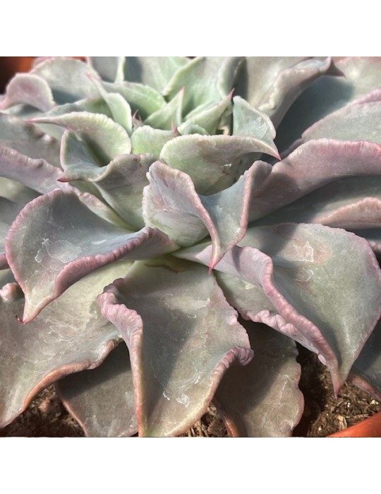 ECHEVERIA madiba