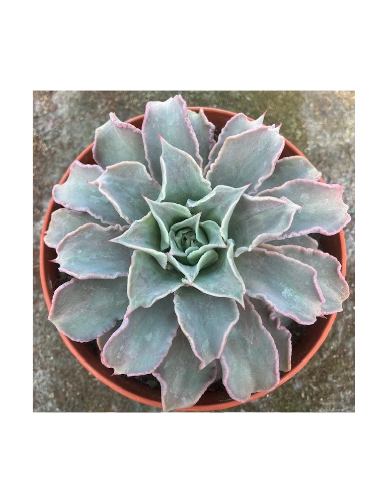 ECHEVERIA madiba