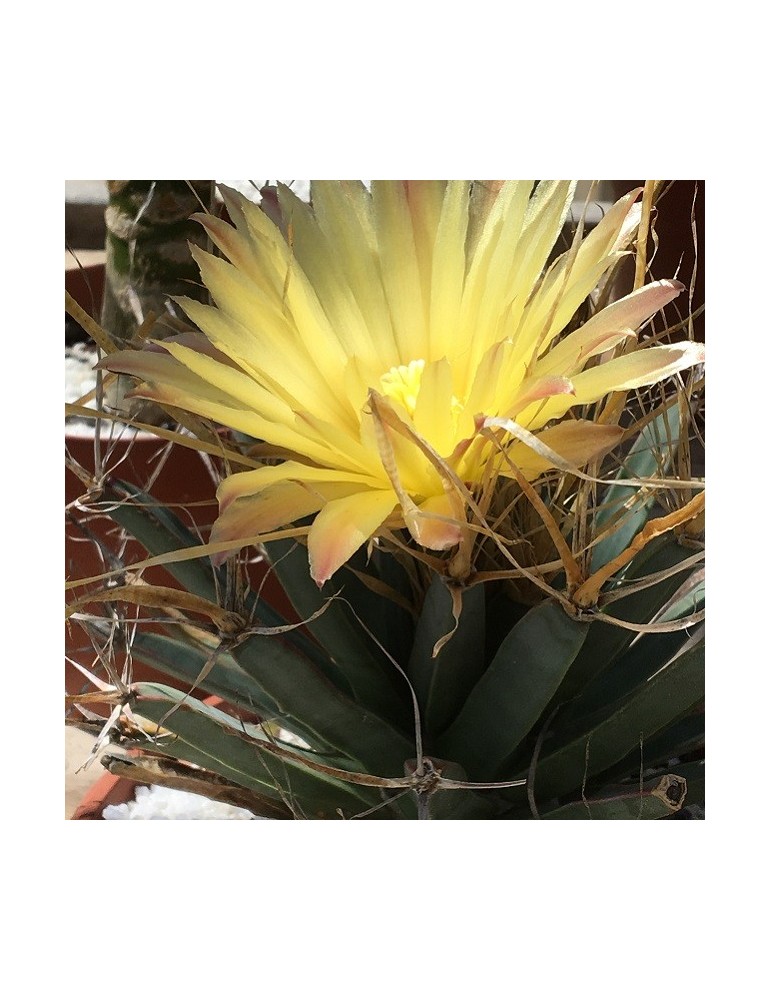 LEUCHTENBERGIA principis