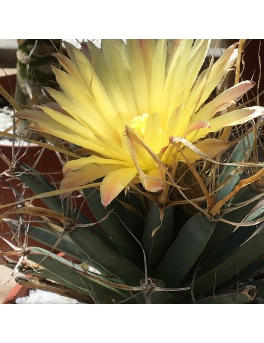 LEUCHTENBERGIA principis
