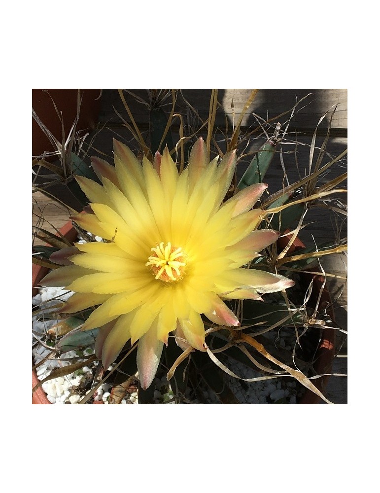 LEUCHTENBERGIA principis