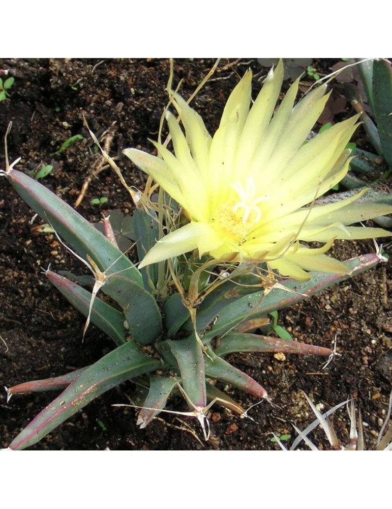 LEUCHTENBERGIA principis