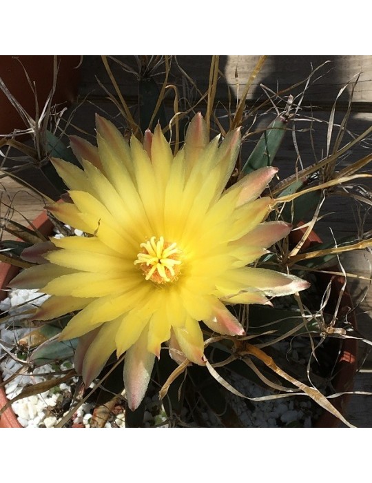 LEUCHTENBERGIA principis