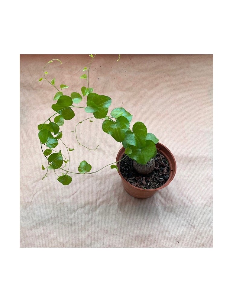 DIOSCOREA elephantipes