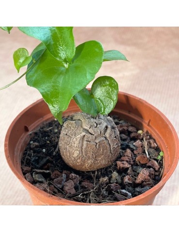 DIOSCOREA elephantipes 2