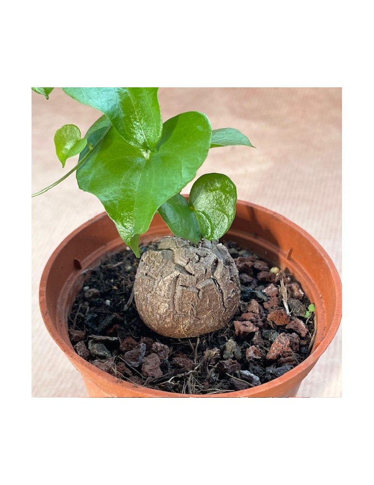DIOSCOREA elephantipes