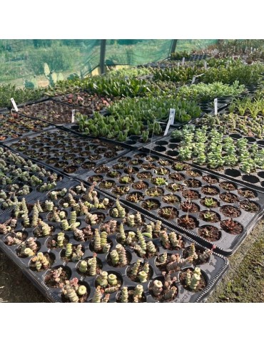 Succulentes en plaque d'alvéoles 5.5