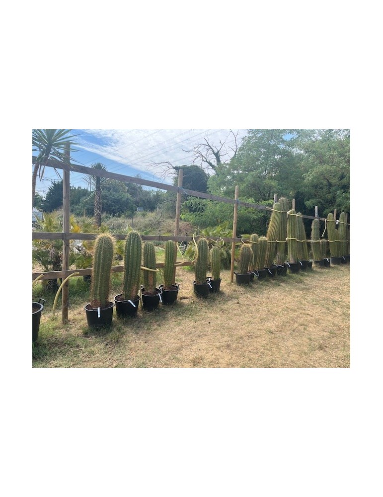 TRICHOCEREUS pasacana