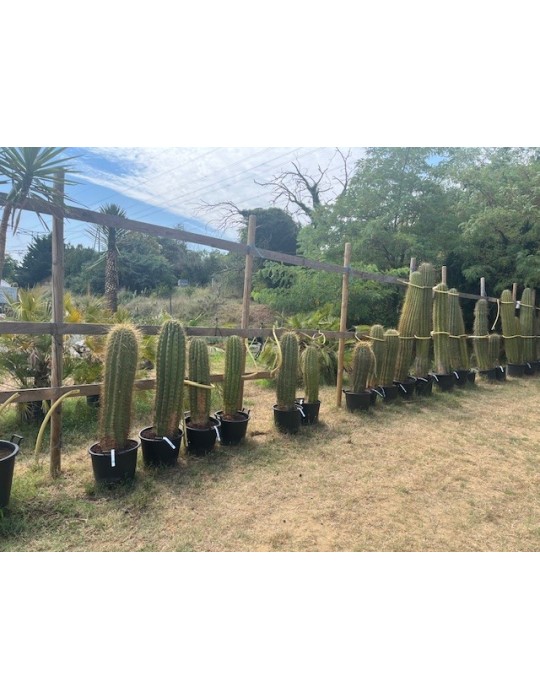 TRICHOCEREUS pasacana