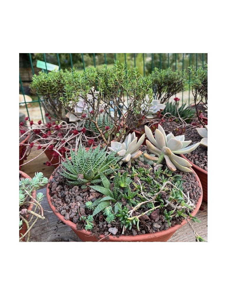 Coupe rustique 25 cm Coupe rustique 25 cm