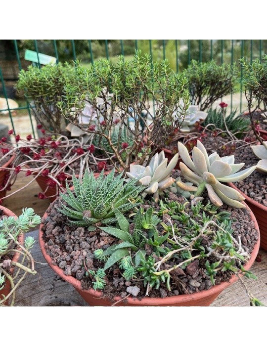 Coupe rustique 25 cm Coupe rustique 25 cm