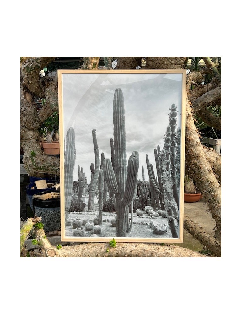 Affiche poster Jardin de Cactus