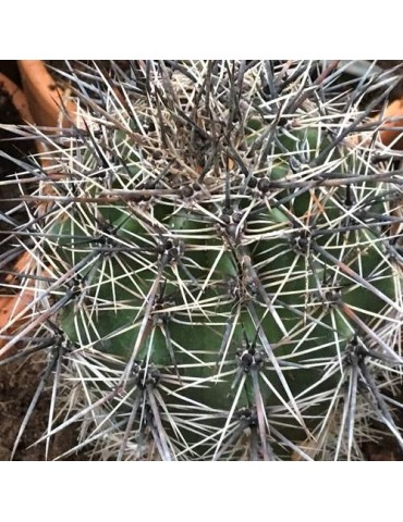 CARNEGIEA gigantea