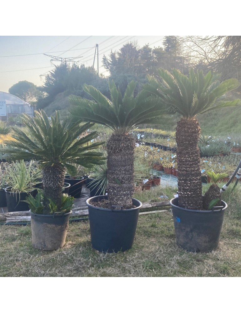 cycas revoluta,