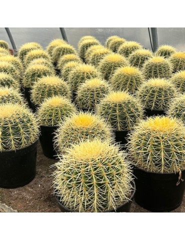 ECHINOCACTUS grusonii 2