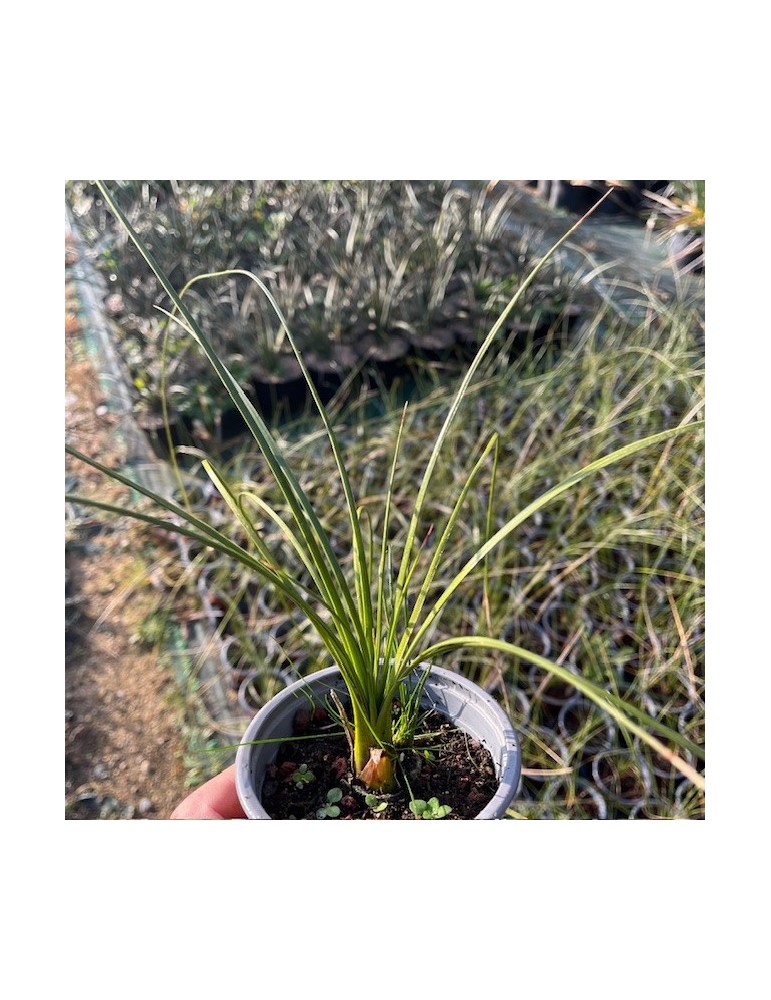 DASYLIRION longissimum ssp quadrangulatum