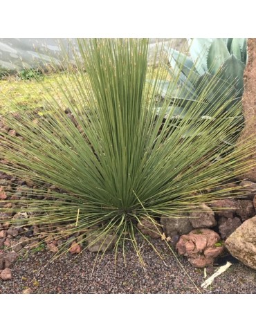 DASYLIRION longissimum ssp quadrangulatum 2