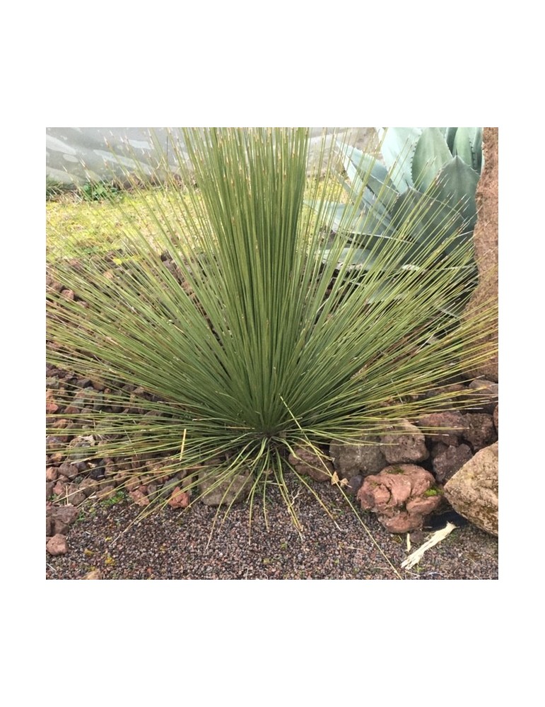 DASYLIRION longissimum ssp quadrangulatum