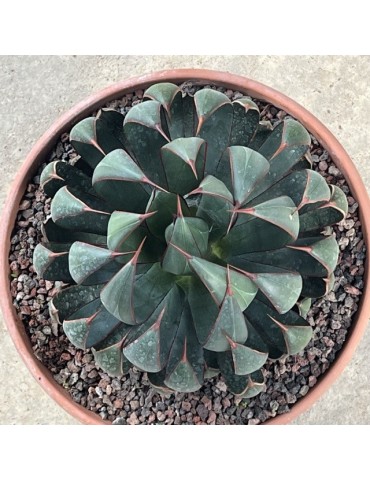 MANGAVE ® 'Praying Hands' PBR 2