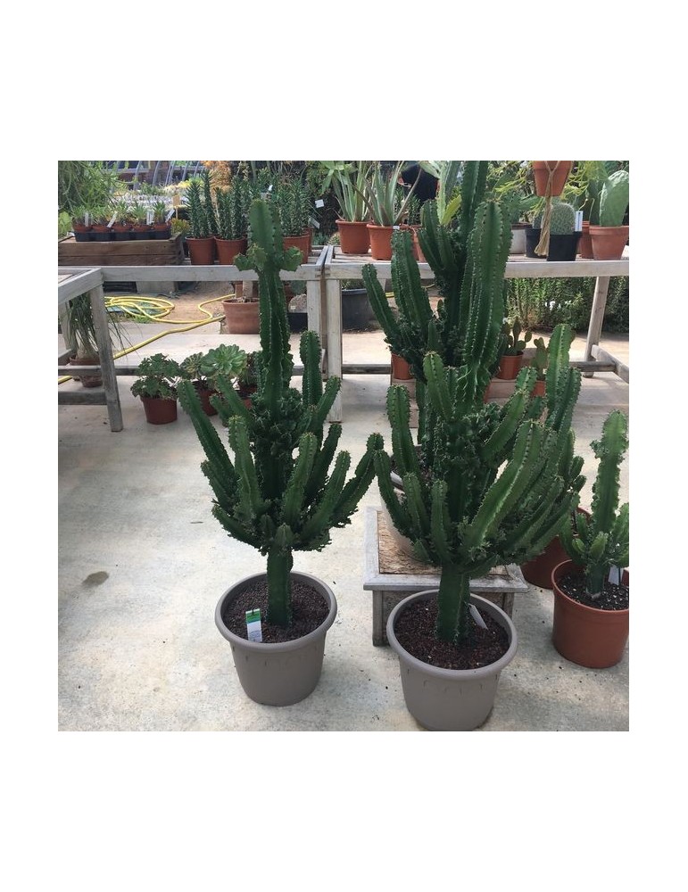 Euphorbia erythraea,