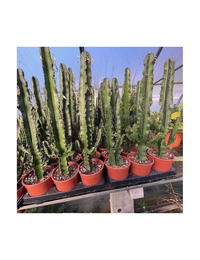 EUPHORBIA erythraea 50-60 cm