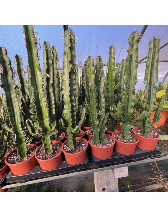 EUPHORBIA erythraea 50-60 cm