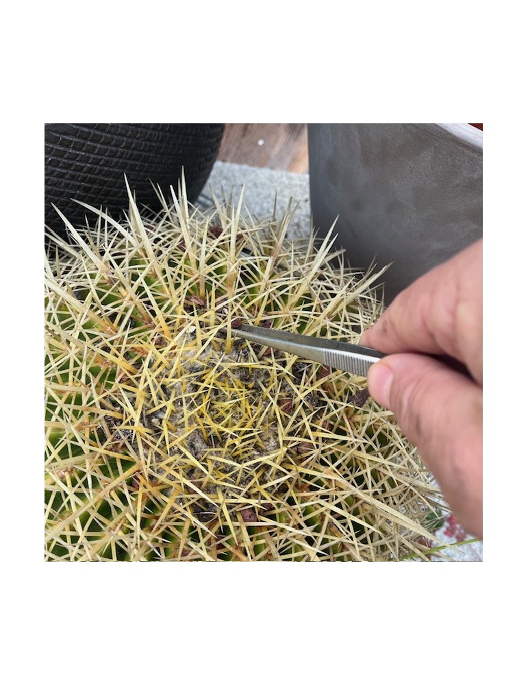 Pince à cactus désherbage et manipulation