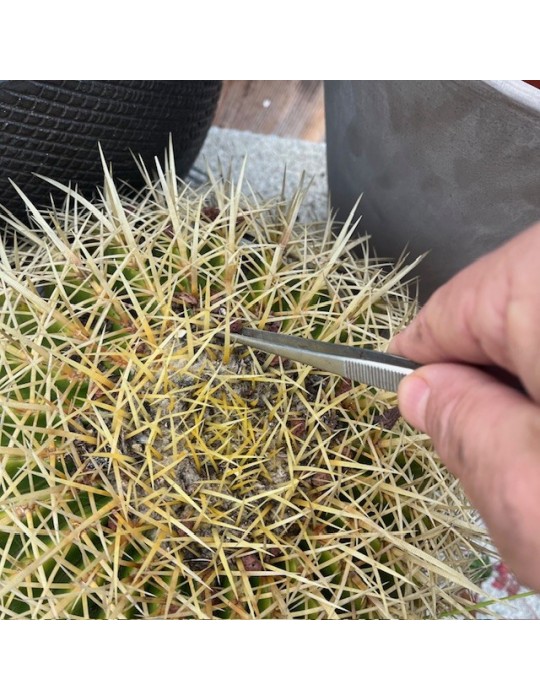 Pince à cactus désherbage et manipulation