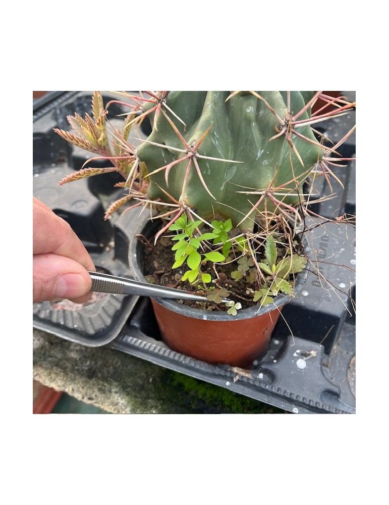 Pince à cactus désherbage et manipulation