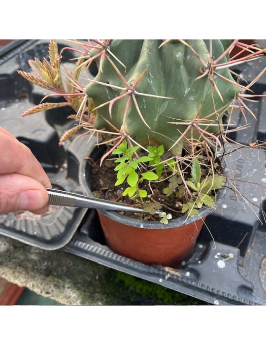 Pince à cactus désherbage et manipulation