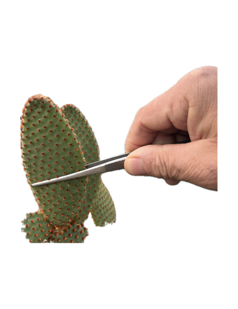 Pince à cactus désherbage et manipulation