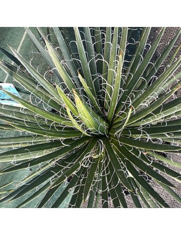 AGAVE geminiflora 2
