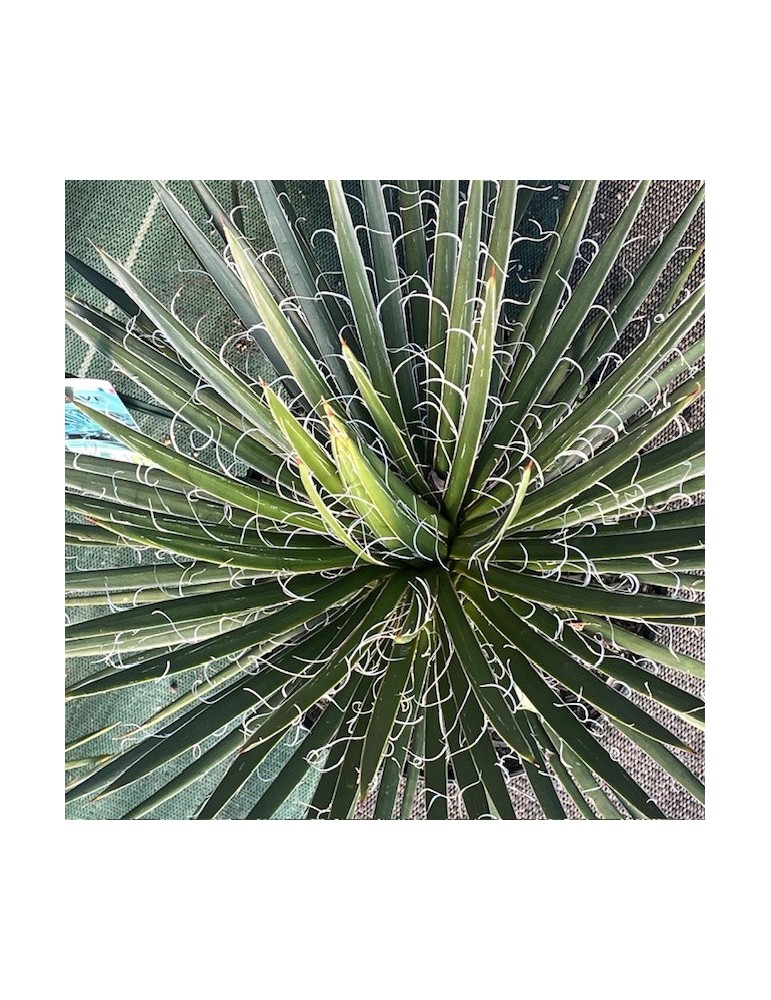 AGAVE geminiflora