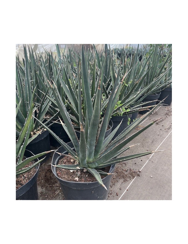 AGAVE lechuguilla