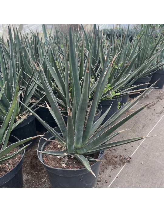 AGAVE lechuguilla