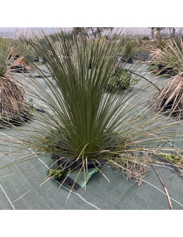 DASYLIRION longissimum 2