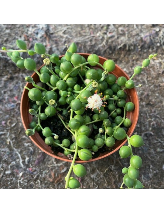 Senecio rowleyanus