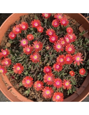 DELOSPERMA jewel of desert Sunstone