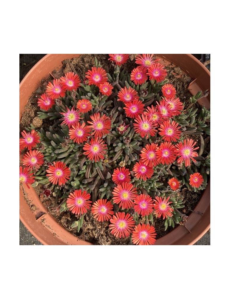 Delosperma cooperi