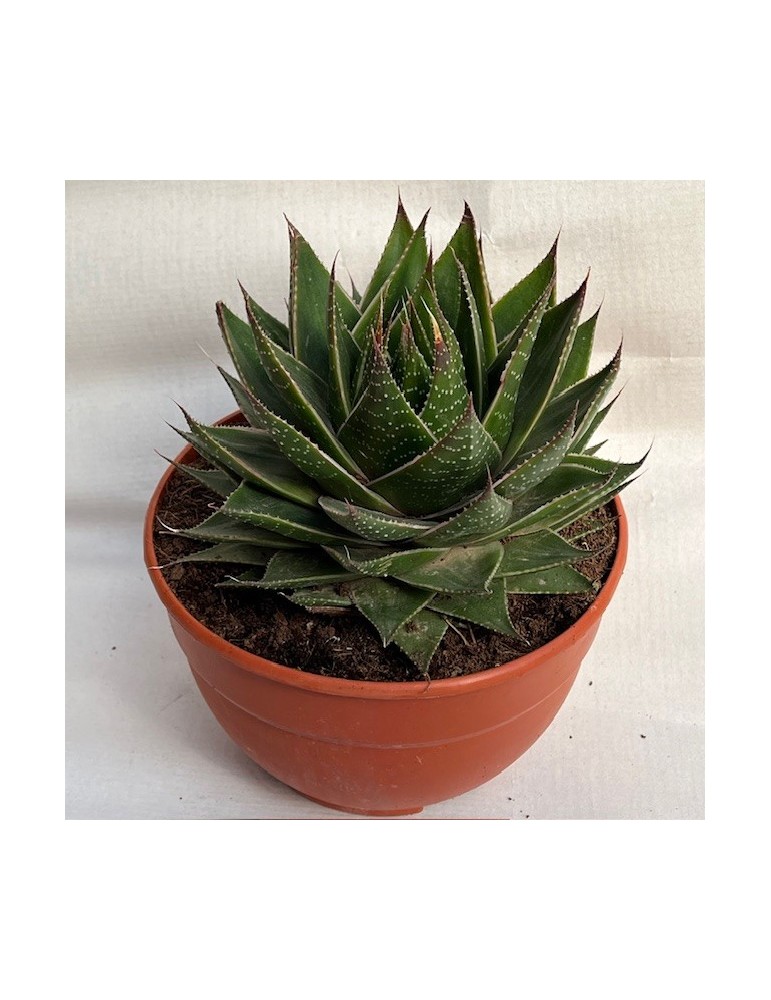 ALOE green star