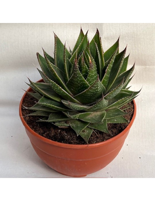 ALOE green star