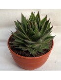 ALOE green star