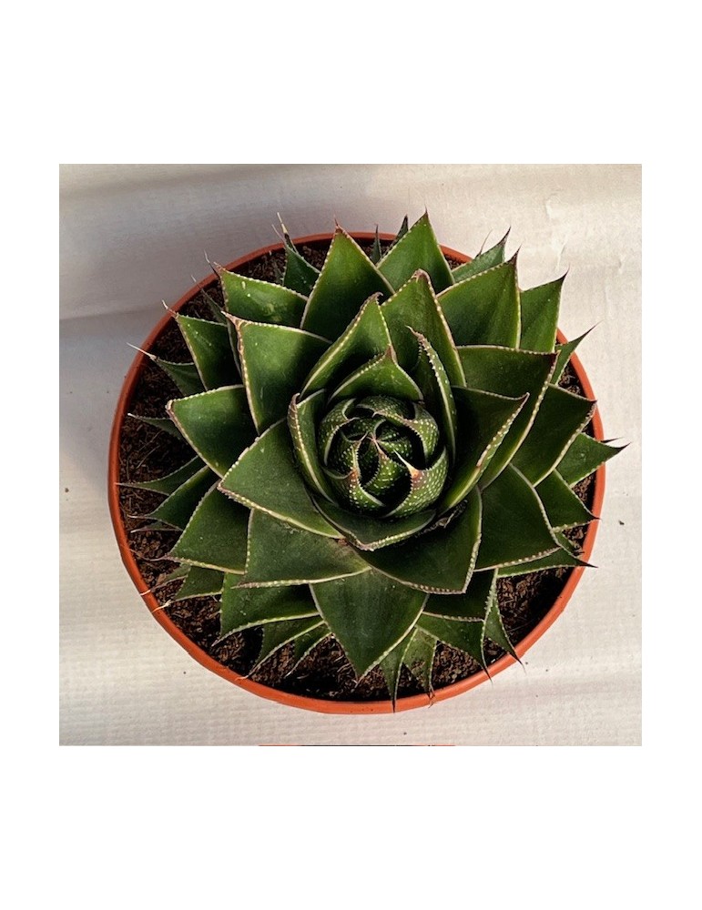 ALOE green star